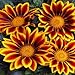 Outsidepride Gazania Kiss Golden Flame - 100 seeds