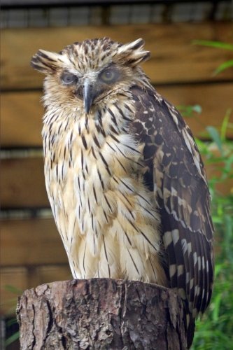 A Buffy Fish Owl Bubo ketupu Bird Journal: 150 Page Lined Notebook/Diary
