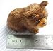nanguawu Little Brown Bear Learning Resources Miniature Animal Toy