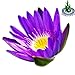 Live Aquatic Plant Nymphaea King of Blue Siam Tropical Water Lilies Tuber for Aquarium Freshwater Fish Pond Decorations by Greenpro