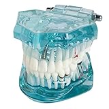 Denshine 1 Piece Teeth Tooth Teach Model Dental Dentist Flesh Pink Gums Standard Teeth Tooth Teach Model
