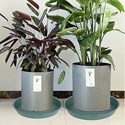 Bleuhome 6 Pack of 10 inch Plant Saucer Bird Bath