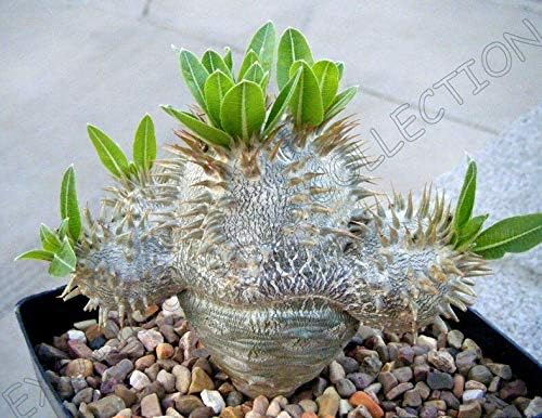 PACHYPODIUM DENSIFLORUM Rare Madagascar Palm Cactus Cacti Succulent Seed 5 Seeds AJND-0878