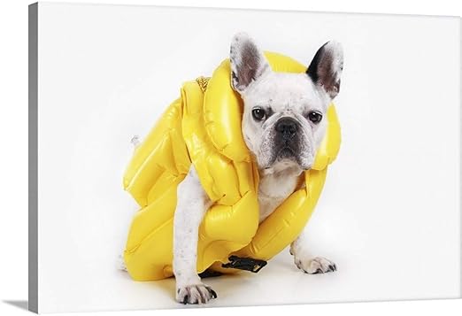 french bulldog life jacket amazon