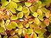 Velvet Sunset Shamrock - Oxalis - 3" Pot - Fairy Garden Plant or House Plant