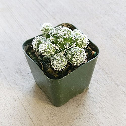 Thimble Cactus Mammillaria Cactus Gracilis Fragilis Succulent (2 inch)