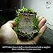 Luffy Coco Mini Moss, Builds a Beautiful and Natural Aquascape, Easy Care, Hardy and Long Lasting Plant, Filters and Provides Aquariums with Oxygen
