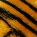 Funny Party Hats Lion Ears and Tail Set - Lion Costume - Ears Headband (Tiger Ears & Tail)