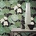 RoomMates Black Lily Pads Peel and Stick Wallpaper