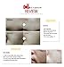 BELLAMONSTER APA Cream 40 Milliliter dead skin cell, peeling cream, skin turn over