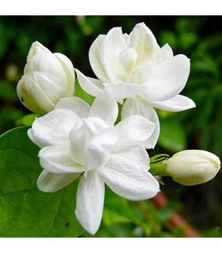 Amazon.com : Rare 5G Scented Jasmine Flower Seed : Patio, Lawn