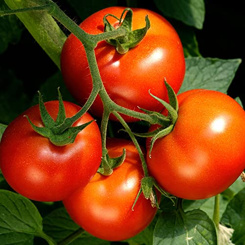Bonnie Plants Celebrity Hybrid Tomato Live Vegetable Plants 4 Pack