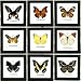 Thai Productz 9 x Framed Wall Decor Real Beautiful Butterfly Display Insect Taxidermy 5