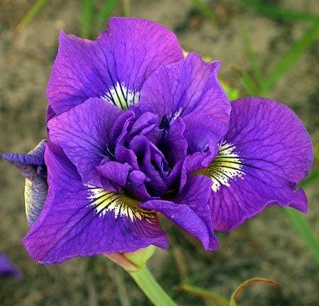 IRIS Imported Double Flower Bulb 100% GERMINETION (Pack of 5 BILB) (LIVE GREEN)