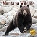 2020 Montana Wildlife Wall Calendar by
