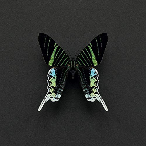 Alyson Fennell Canvas, Multi-Colour, 30 x 30 cm