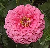 David's Garden Seeds Flower Zinnia Solid Color Rose