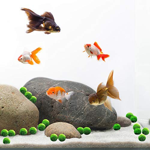 Luffy 20 Nano Marimo Moss Balls by Naturally Round and Vibrant Green 0.4" Living Aquatic Plants - Long Lasting and Easy to Care for - Perfect as a First Pet or DIY Home Decoration