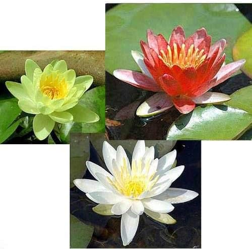 ビオトープ 睡蓮 温帯性睡蓮 スイレン ３色セット 黄 赤 白 各１株ずつ 市販