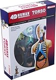 4D Vision Human Anatomy Torso Model by Fame Master