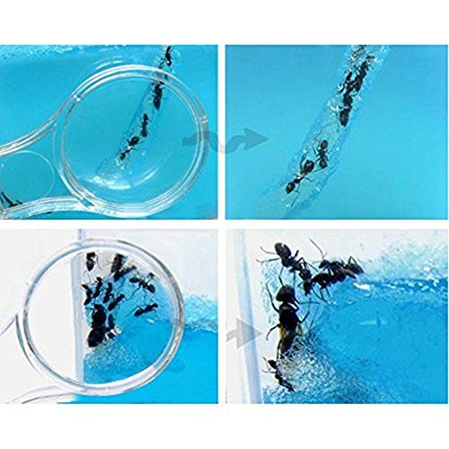 image for Ruixunte Shipping Ant Farm Labyrinth Nursery Clear Plastic Maze Feedin