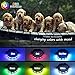 LED Safety Dog Collar - USB Rechargeable Light Up Pet Collar with Color Changing Feature, Flashing Light Glowing Pet Collar- Makes Your Dog Visible, Safe & Seen