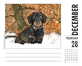 Image de Just Dachshunds 2017 Box Calendar (Dog Breed Calendars)
