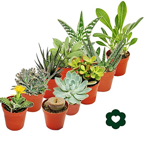 10 verschiedene Sukkulenten 5,5cm Topf im Set – Bild 3