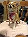 BINGPET Small Dog Harness - Breathable Mesh Puppy Cat Harnesses - No Pull Adjustable Dog Harness Dog Vest Harness for Small and Medium Dogs