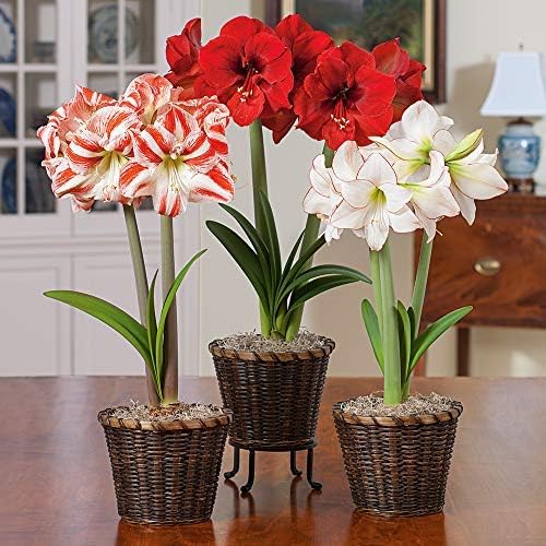 2pcs Amaryllis Bulb- Mixed Color Amaryllis Temptation -Cold Resistant Amaryllis (3)