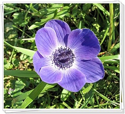 Amazon アネモネ球根 香り レアでレア 多年生活発な植物土壌培養 花瓶可愛い 花