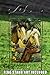 Toland Home Garden 119475 Horse Family Horse Flag 12x18 Inch Double Sided Horse Garden Flag for Outdoor House Farm Flag Yard Decoration