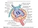 Nelson Textbook of Pediatrics: Expert Consult Premium Edition - Enhanced Online Features and Print