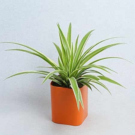 GRASSPER Metal Rectangle Metal Pot with Tray Set in Assorted Colours/Decorative Window Flower Pot with Glossy Finish/Plant Container - Orange