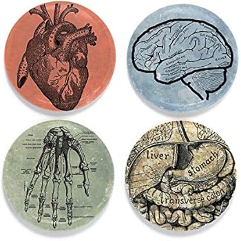 Buttonsmith Science Anatomy Magnet Set - Set of 4 1.25