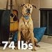 GoodBoy Dog Bark Collar For Small Medium And Large Dogs by Pet Anti Bark Device With 7 level Sound And Shock System To Control or Stop Your Pups' Excessive Barking (12 + lbs) (S, Blue)