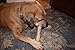 GIANT Elk Antlers for Dogs Large, XX Large Grade A Premium Natural Antler Dog Chew, 1 Antler, Made In USA, For Large, Extra Large & Aggressive Chewers, Hand Picked & Inspected for JimHodgesDogTraining