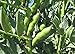 BEAN, FAVA WINDSOR BUSH, HEIRLOOM, ORGANIC 20+ SEEDS, NON-GMO, BUTTERY N HEALTY BEANS