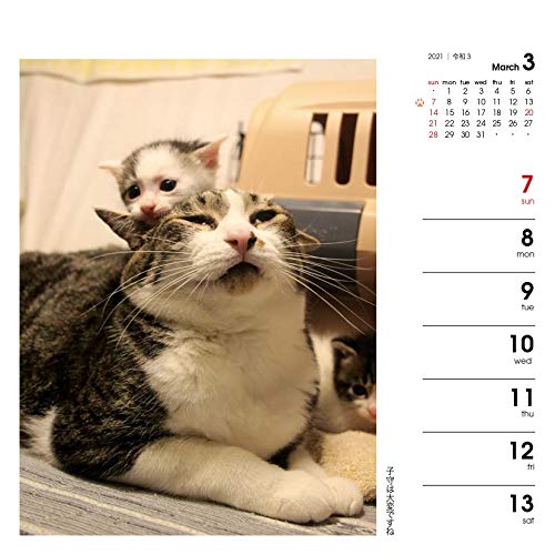 カレンダー21 週めくりカレンダー なごみ猫 卓上 壁掛け ヤマケイカレンダー21 山と溪谷社 本 通販 Amazon