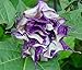 Exotic Plants Datura metel purple - angels trumpet – 15 seeds