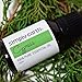 Simply Earth Cypress Essential Oil 15 ml, 100% Pure Therapeutic Grade
