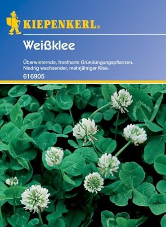 Weißklee - Gründünger v. Kiepenkerl