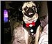 BINGPET Velvet Red Bowtie Gentleman Suit Boy Dog Tuxedo Harness Vest for Dogs with Handle Large