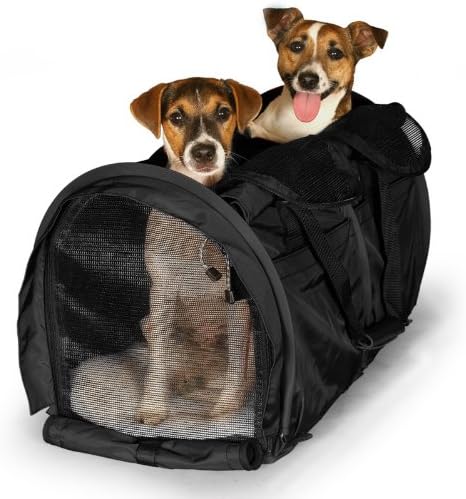 patterdale terrier puppies for sale near me