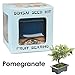 Eve's Pomegranate Bonsai Seed Kit, Fruit-Bearing, Complete Kit to Grow Pomegranate Bonsai from Seed