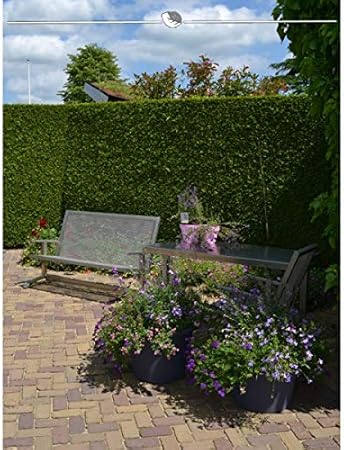 Lebensbaum Thuja Brabant 140 160 Cm Angebot 10 150 Koniferen Thuja Occidentalis Brabant Winterhart Und Pflegeleicht Immergrune Heckenpflanzen Blickdichte Lebensbaum Hecke Inkl Lieferung Amazon De Garten