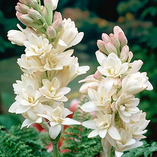 VIPITH 5 Double Polianthes Tuberose Bulbs,Flowering Tuberose, Rajanigandha Bulbs