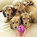 Airsspu Interactive Dog Toy - IQ Treat Ball Food Dispensing Toys for Small Medium Large Dogs Durable Chew Ball - Nontoxic Rubber and Bouncy Dog Ball - Ball Shape Design Cleans Teeth