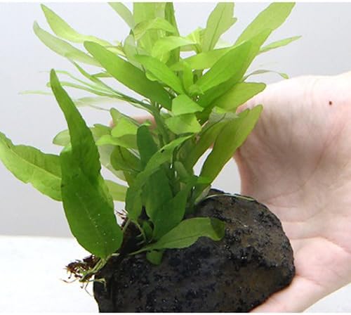 水草 熱帯魚 爆安 置くだけ簡単 ハイグロフィラ ポリスペルマ 水中葉 生体 四国限定 1個 本州 穴あき溶岩石付 ミクロソリウム
