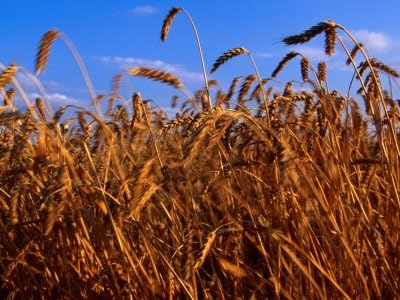 HeirloomSupplySuccess 1000 Heirloom Hard White Wheat Seeds